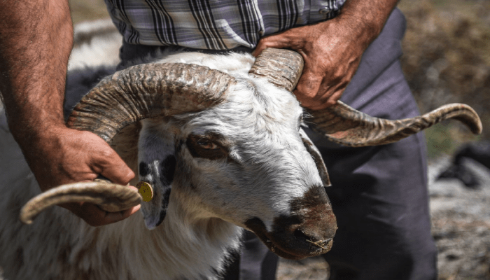 كيف يضحي المصريون في الخليج؟