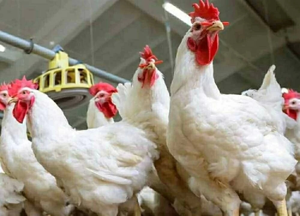 أسعار الفراخ اليوم في بورصة الدواجن