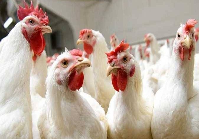 أسعار الفراخ اليوم في بورصة الدواجن