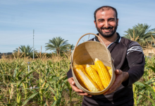 العراق يصرف 500 مليار دينار من مستحقات المزارعين خلال سبتمبر.. تفاصيل الدفعة الجديدة 3 العراق يصرف 500 مليار دينار من مستحقات المزارعين خلال سبتمبر