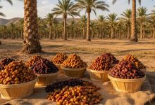 موسم عنيزة الدولي للتمور 2026