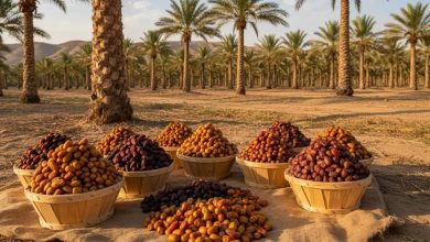 موسم عنيزة الدولي للتمور 2026