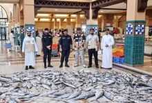 ضبط 773 كيلوغراماً من الأسماك الفاسدة في الكويت.. حملة رقابية واسعة بالأحمدي 2 ضبط الأسماك الفاسدة في الكويت